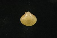 藏品(臺灣蜆)的圖片